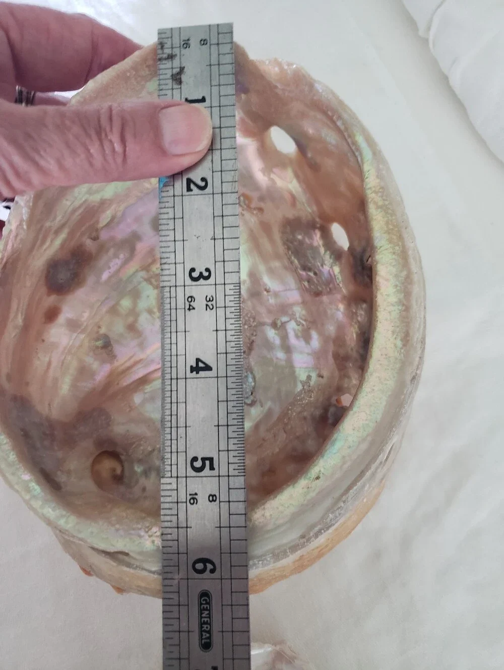 2  Natural Abalone Shells